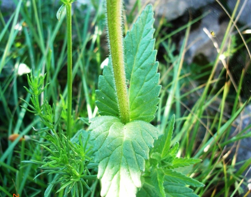 Rhinanthus alectorolophus ?